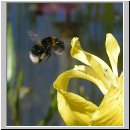 Bombus terrestris - Erdhummel 04.jpg